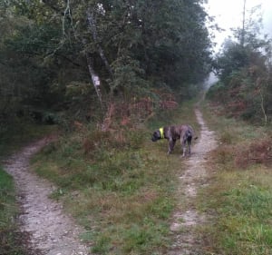 Étang des Belettes à Rioux-Martin - Rioux-Martin - 5