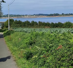 Belle promenade en bord de la rivière le Jaudy - Kerbors - 4