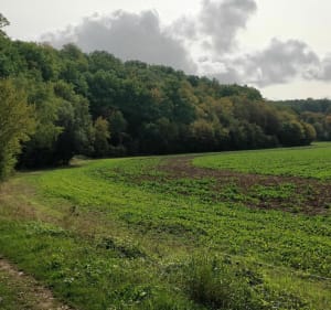 Arnières - La lisière du Massif Forestier d'Evreux - Arnières-sur-Iton - 4