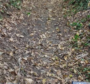 Boucle à partir d'Yvré-le-Pôlin, dans le Bois de St-Hubert à VTT - Yvré-le-Pôlin - 5