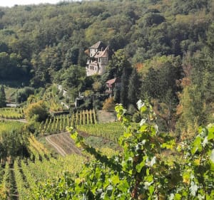 Balade d'automne depuis le Grasberg - Bergheim - 3