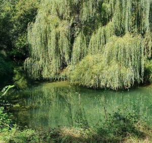 Randonnée dans le Ried alsacien - Daniel - 2