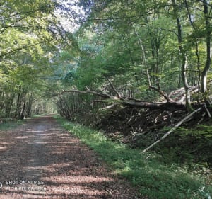 Belle  balade avec chênes, bruyères et un joli étang - Boissy-Saint-Léger - 5