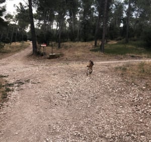 Balade entre moulin de Daudet et château de Montauban - Fontvieille - 4