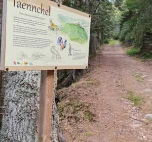 Rando dans le massif du Taennchel. - Daniel - 4