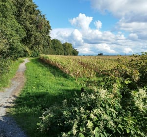 Dans Montardon et le Luy de Béarn - Montardon - 3