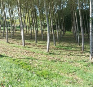 Randonnée calme en Tauriac, Lansac et hameaux alentours - Tauriac - 3