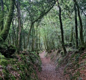 Bois du Névet - Locronan - 3