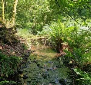 Bois du Névet - Locronan - 5