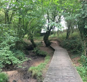 Boucle VTT dans les bois de Plougoumelen - Plougoumelen - 3