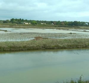 Balade à vélo sur l'île de Noirmoutier - La Guérinière - 4