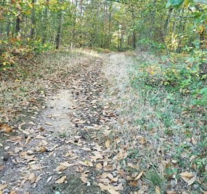 VTT dans le bois du Thureau - Monéteau - 3