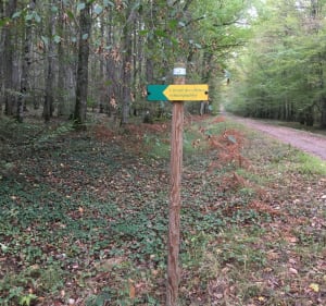 Petite balade sur le circuit des Chênes Remarquables de Tronçais - Saint-Bonnet-Tronçais - 5