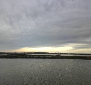 Salins de Frontignan - Frontignan - 3