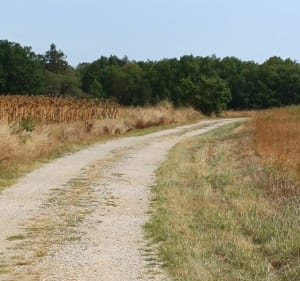 Découverte des kangourous Tarnais - Saint-Sulpice-la-Pointe - 3