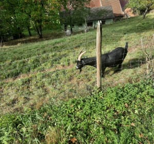 Randonnée dans le vignoble d'Itterswiller - Epfig - 4