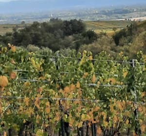 Randonnée dans le vignoble d'Itterswiller - Epfig - 5