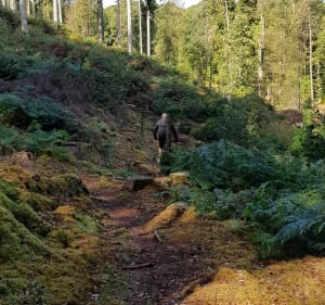 Vallée du Couesnon-Forêt de Haute-Sève - Mézières-sur-Couesnon - 4