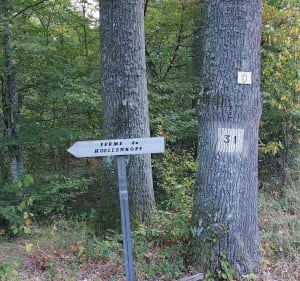 Balade sur Keskastel par Glaserwald - Keskastel - 3