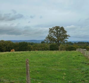 Veille pierres et paysages à la Chapelle-Saint-Géraud - La Chapelle-Saint-Géraud - 3
