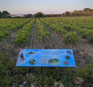 Belle balade autour du sentier des jardiniers invisibles - Villevieille - 4