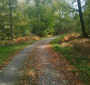 Balade en forêt des Colettes - Coutansouze - 3