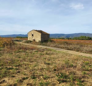 Balade en Minervois et Plateau de la Serre, depuis Caunes - Caunes-Minervois - 3