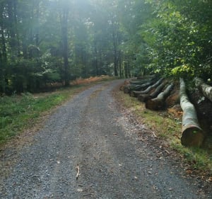 Balade en forêt des Colettes - Coutansouze - 5