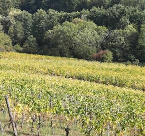 Couleurs d'automne à Sélestat par le haut Koenigsbourg - Sélestat - 3