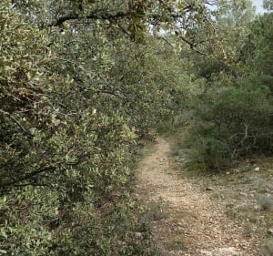 VTT : Rians, Artigues, Varage - Rians - 3
