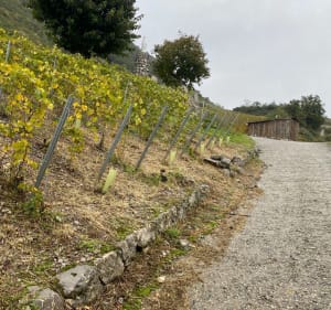 Tour VTT du vignoble d’Arbin et Cruet et Château de Verdun - Saint-Pierre-d'Albigny - 5