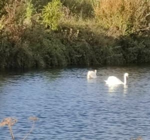 Le marais des vaches - Chipilly - 4