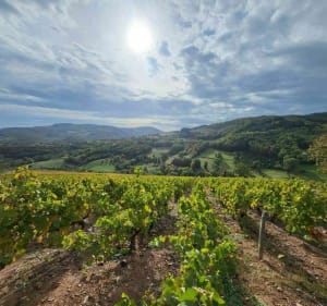 Entre vignes et forêts à Serrières - Serrières - 5
