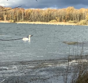 Balade le long de la digue au lac de Madine - Nonsard-Lamarche - 4