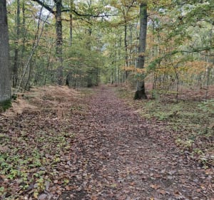 Balade dans la forêt d'Évreux - Évreux - 4