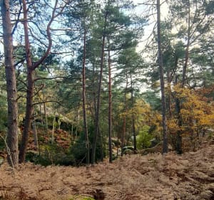 Courte rando secteur de "reconnaissance" - Fontainebleau - 5