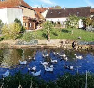 Petite boucle à partir de Molsheim - Molsheim - 3