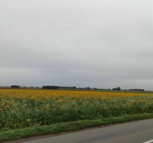 Arras et parc des îles Rouvroy - Saint-Laurent-Blangy - 5