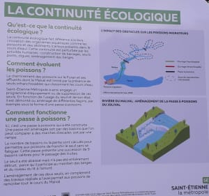 Balade dans les sous-bois de la Fouillouse - La Fouillouse - 3