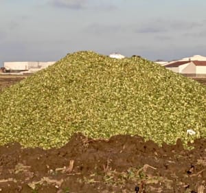 Comines dans les champs de patates - Comines - 4