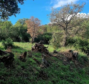 Hyères entre collines et campagnes - Hyères - 4