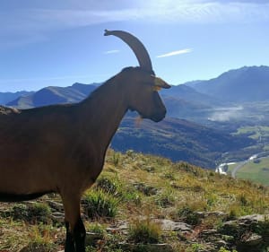 Aller-retour au Pic d'Alian - Ségus - 3