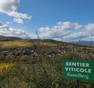 Marche populaire et sentier viticole sur le Mont Scharrachberg - Scharrachbergheim-Irmstett - 3