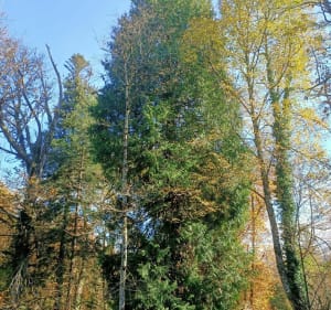 Vallon du Salut, grotte et Vierge du Bedat, Allées Dramatiques - Bagnères-de-Bigorre - 5