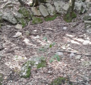 Balade en forêt à Figanières - Figanières - 4