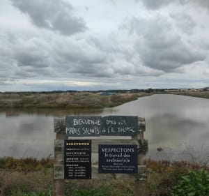 Contre vents et marais d'Olonne - Les Sables-d'Olonne - 4