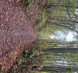 Marche bucolique Sourcieux-les-Mines col de fougerolles - Vincent - 5