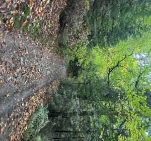 Marche bucolique Sourcieux-les-Mines col de fougerolles - Vincent - 4