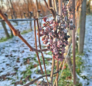Riedisheim, Rixheim à travers champs - Riedisheim - 5