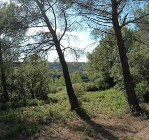 Ronde autour du zoo et Château de la Barben - Pélissanne - 4